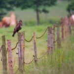 Καθυστερήσεις στις αποφάσεις για το πρόγραμμα νέων γεωργών